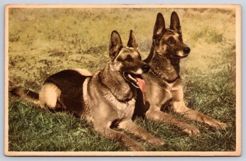 Vintage german shepherd dogs - german,