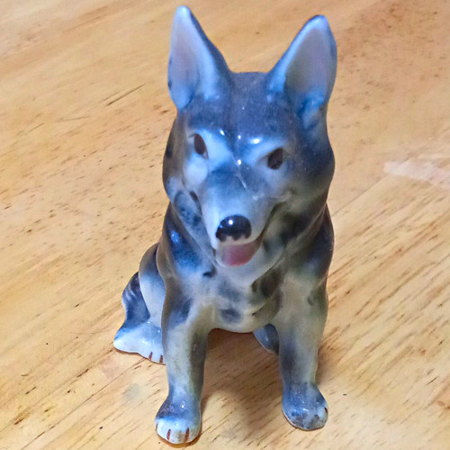 Alsatian german shepherd dog - shepherd,