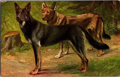 Postcard pair german shepherds - pair,